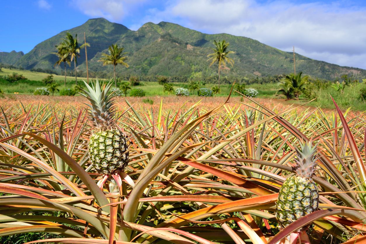 Plantaciones de piña en Maui.
