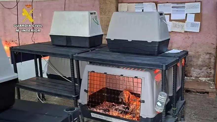 El operativo de la Guardia Civil que permitió desmantelar el criadero de perros ilegal en Gijón