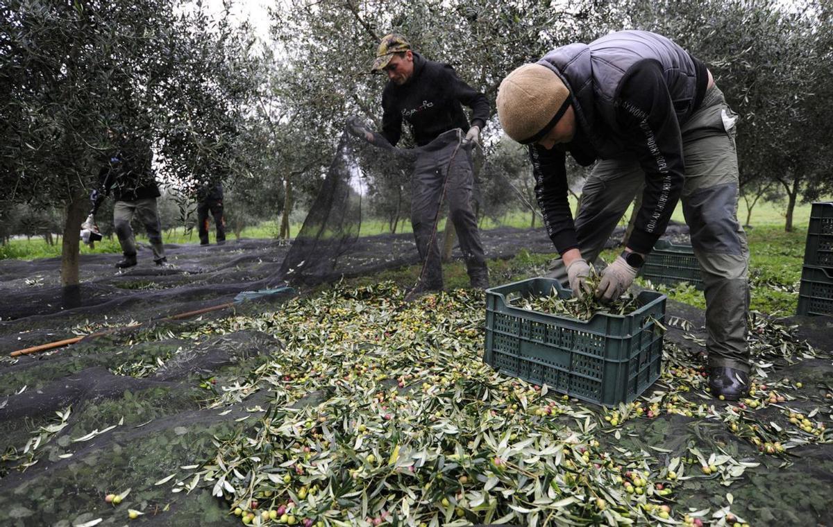 Las cajas de aceituna, listas 
para la almazara.   | // BERNABÉ/JAVIER LALÍN