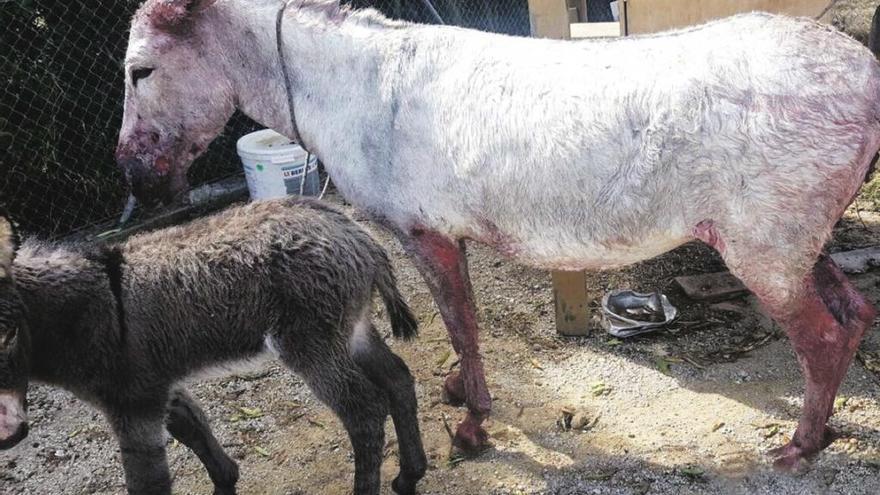 La burra que fue atacada por los perros en Palma.