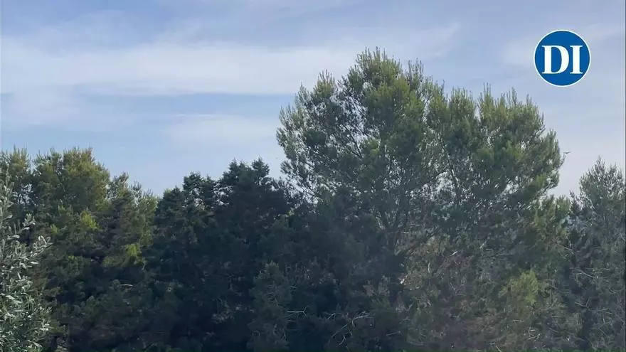 Un vídeo de la cantidad de mariposas realizado por un lector de es Diari