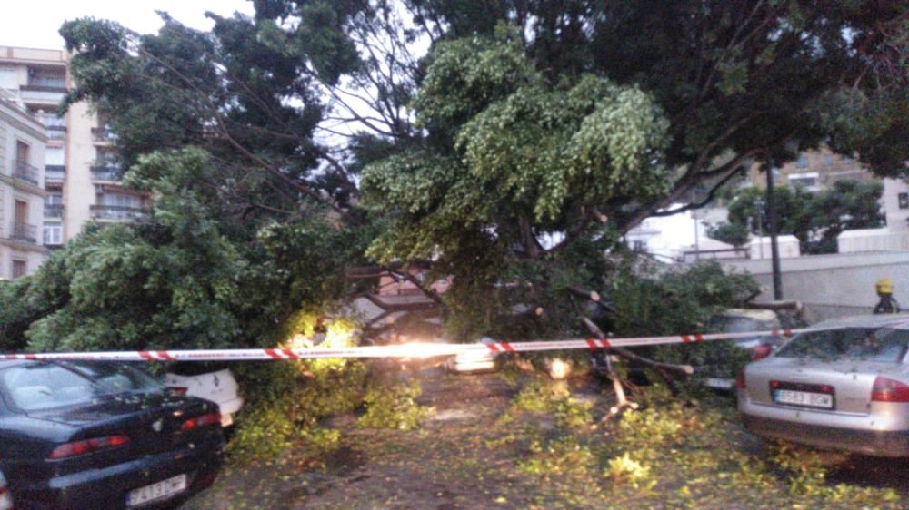 Noche intensa para los bomberos de Málaga capital, que han tenido que acudir por la caída de árboles, ramas e incluso un cable de alta tensión en La Araña.