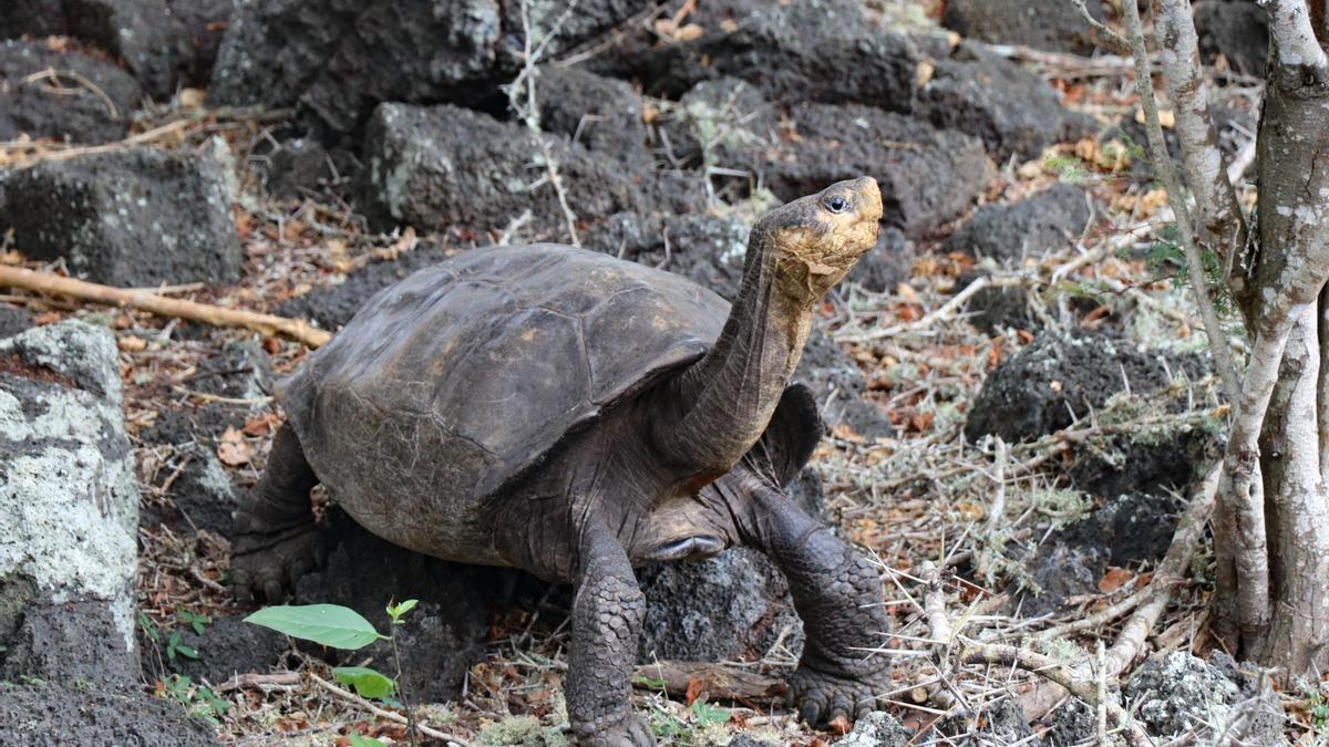 Fernanda, la tortuga hallada en las Islas Galápagos