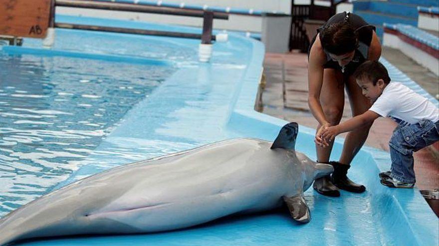 Un niño se dispone a tocar a uno de los delfines de Marineland