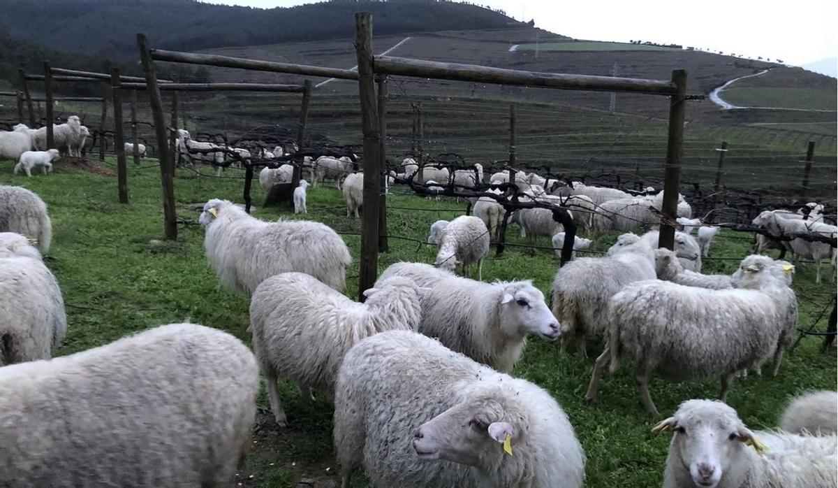 La granja tiene un centenar de ovejas de la raza Ovella Galega