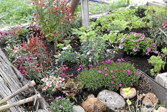 In ihrem Garten bei Sencelles züchtet Heide Göbel wilde Kräuter, Gemüse sowie Zierpflanzen mit Blüten, die nicht nur essbar sind, sondern richtig gut schmecken.