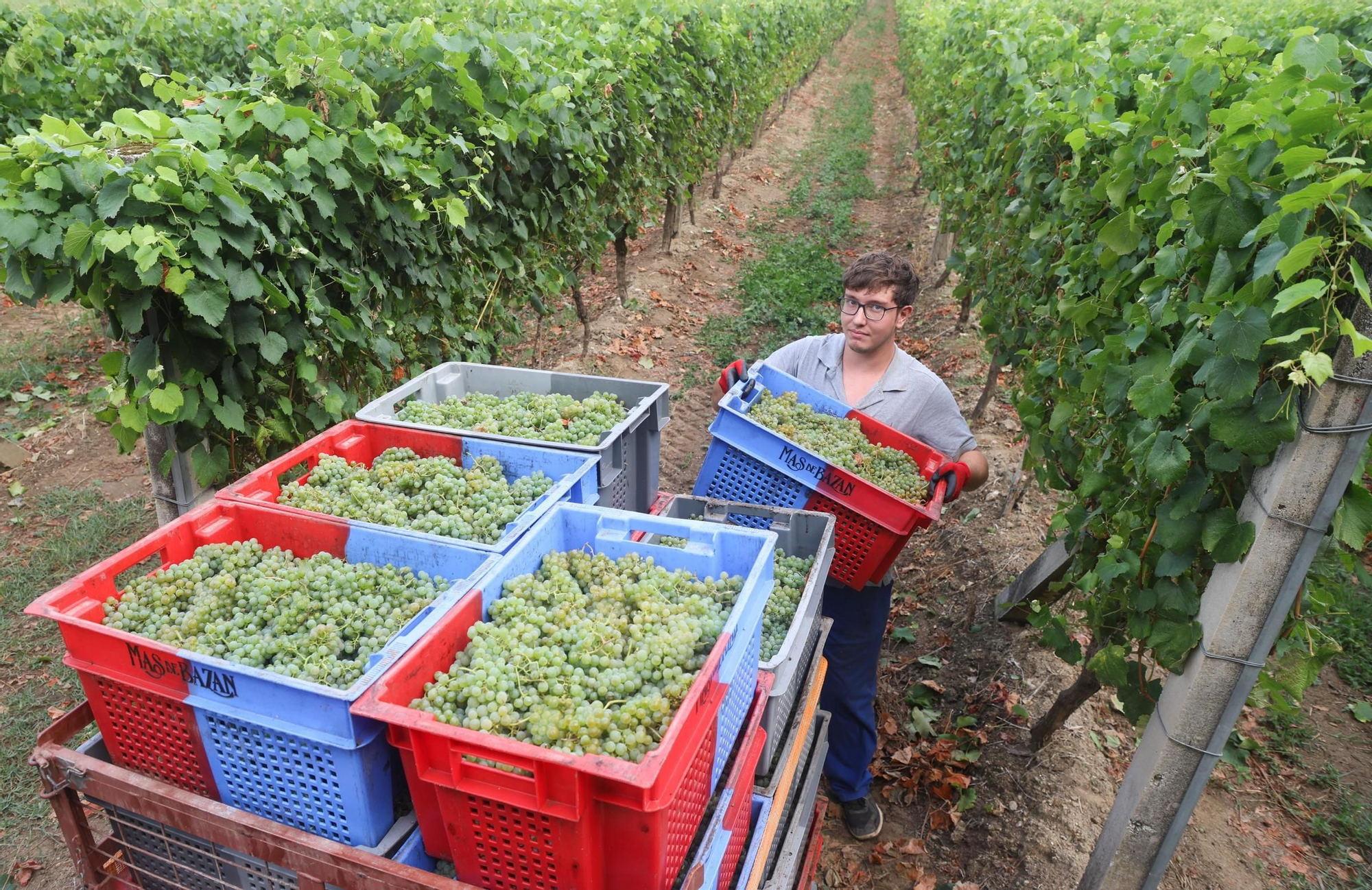 Recolección de uva para el primer espumoso de la bodega arousana Granbazán (O Salnés) en una parcela de Vedra (Ribeira do Ulla).