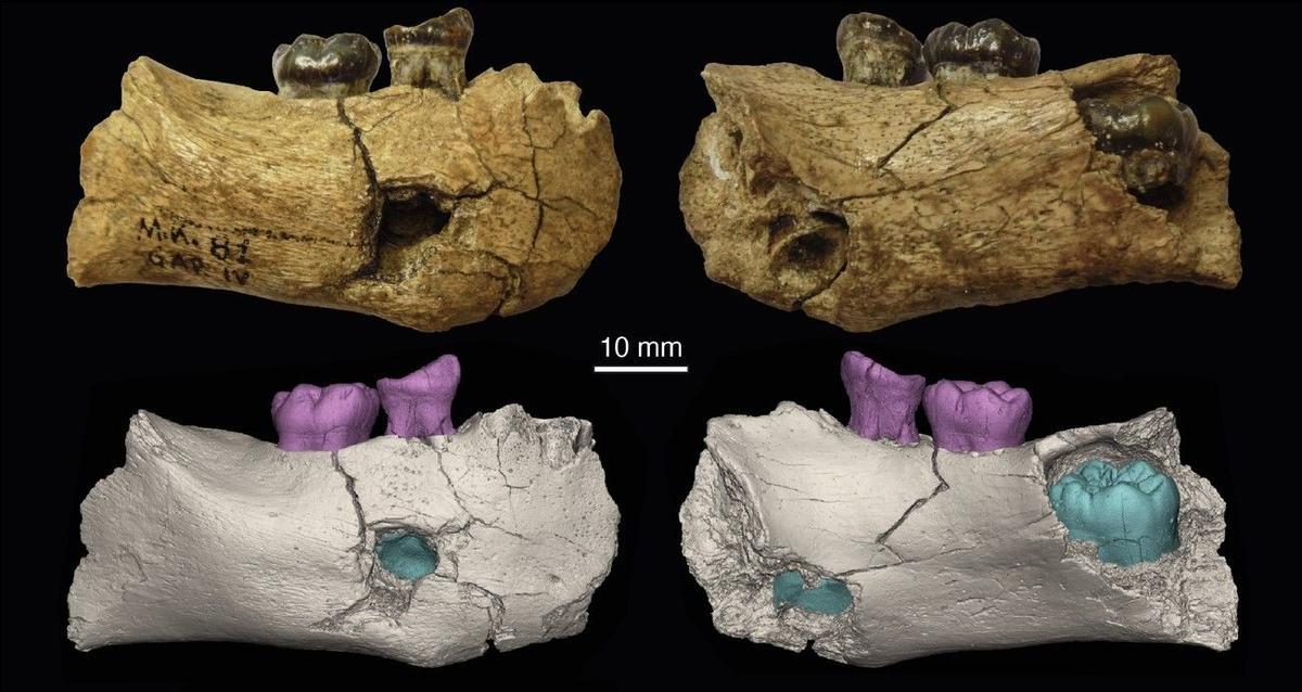 Fragmento mandibular de Garba.