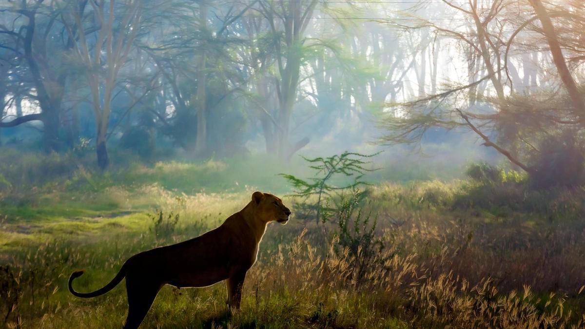 La Kenia más salvaje a través de sus Parques Nacionales