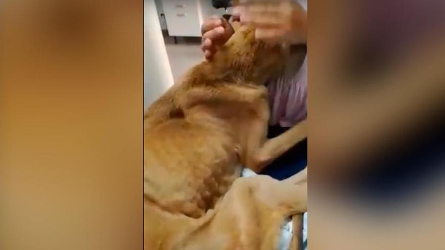 Rescatan a un perro desnutrido al que unos jóvenes tiraban piedras haciéndole creer que era comida