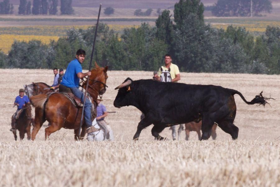 Fiestas en Zamora: Encierro campero en VIllaescusa