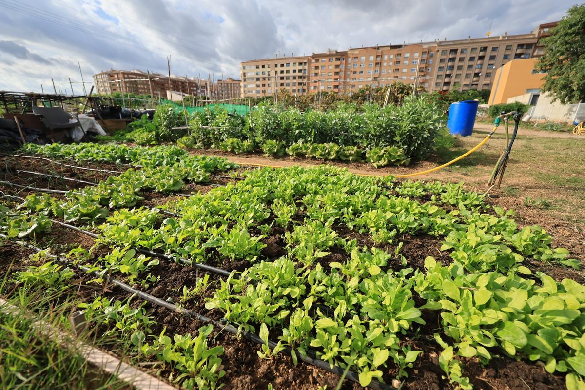 Huerto urbano de la calle Fernando el Católico, en producción.