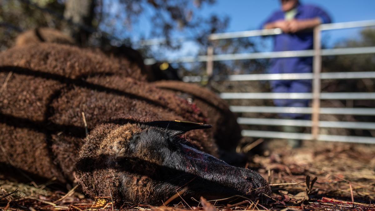 Una oveja muerta por un ataque de lobos en Torrefrades.
