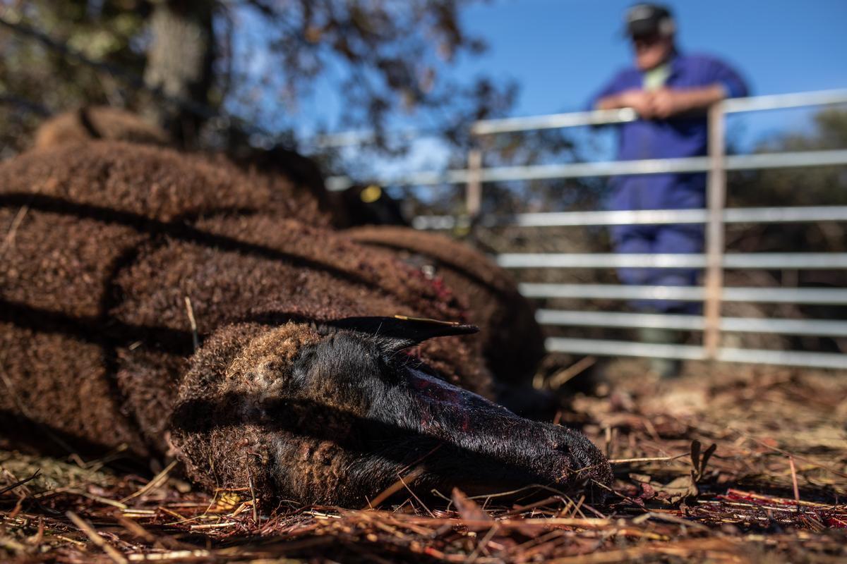 Una oveja muerta por un ataque de lobos en Torrefrades.