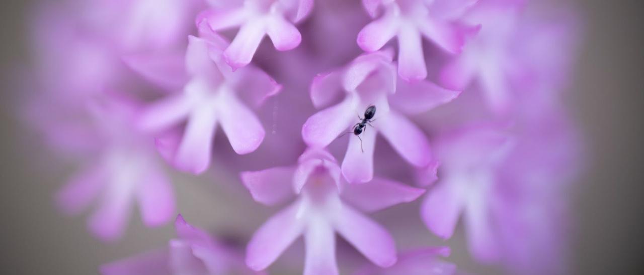 Hormiga polinizando una florde orquídea piramidal.