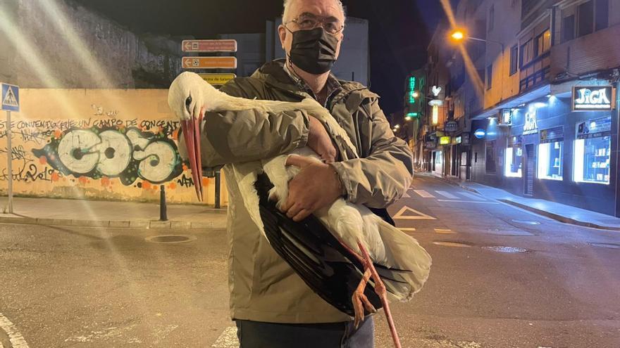 Rafael Olmo con la cigüeña Lali, anoche en la plaza de Santo Domingo.