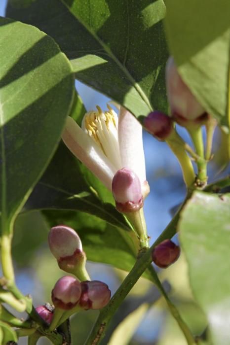 Auf der biologischen Zitrus-Plantage Ecovinyassa in Sóller ziehen die weißen Blüten nicht nur Bienen an.