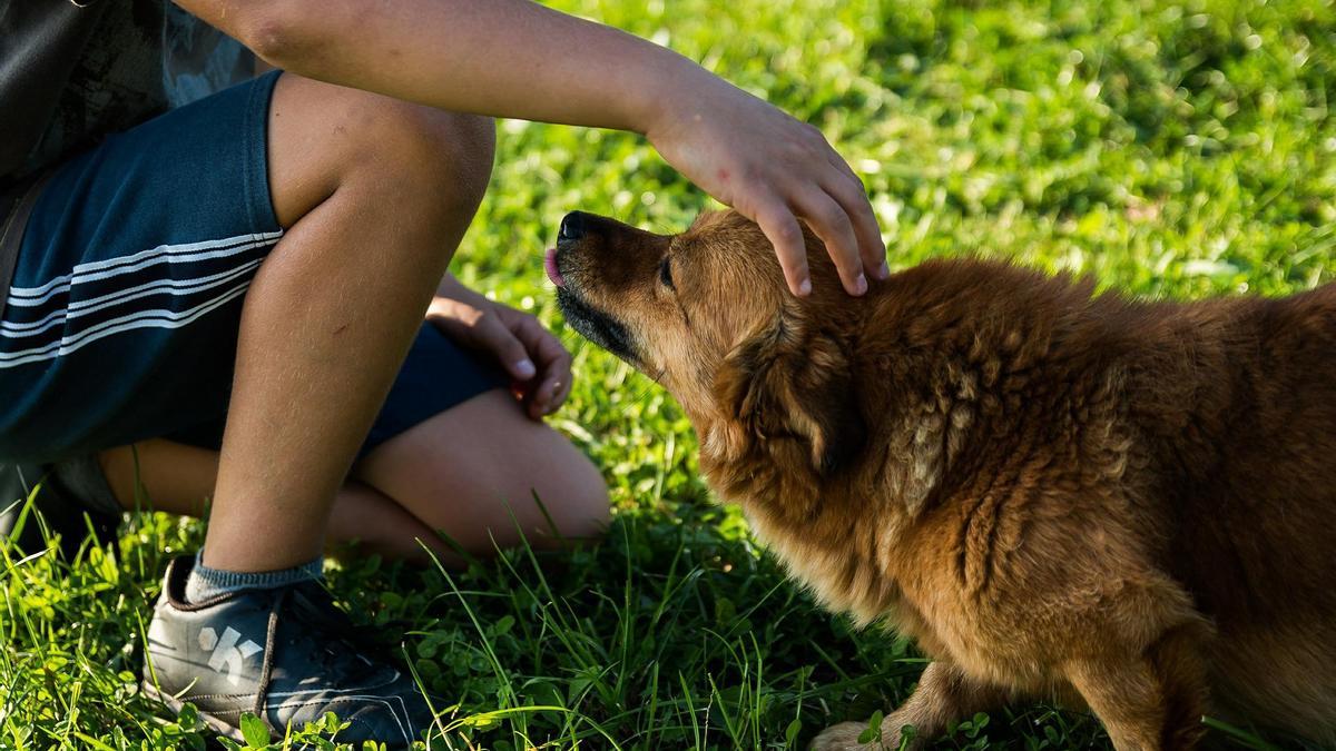 Así  el perro se convirtió en nuestro mejor amigo.