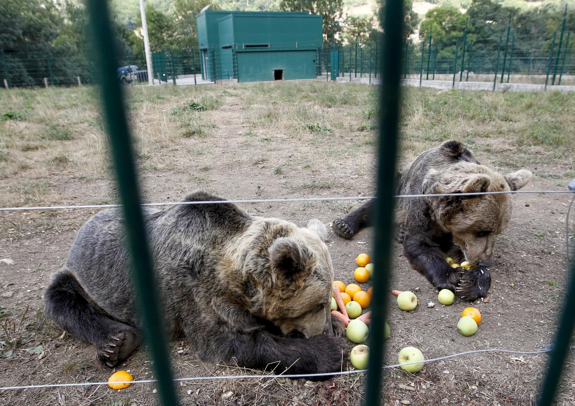 EN IMÁGENES: Así fue la vida de la osa "Paca" en el cercado de los Valles del Trubia