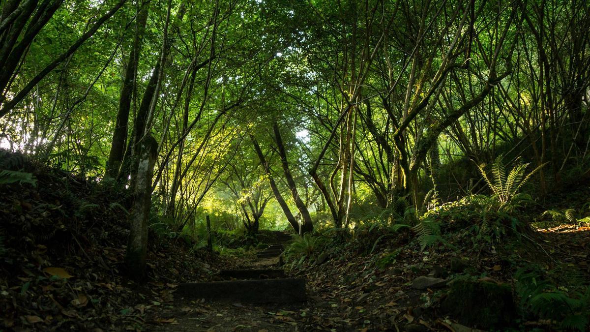 La compañía colaborará en iniciativas medioambientales, las cuales se desarrollarán en su mayor parte en EspañaN