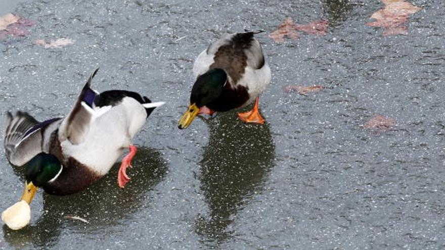 Dos patos resbalan sobre una fuente helada en Pamplona.