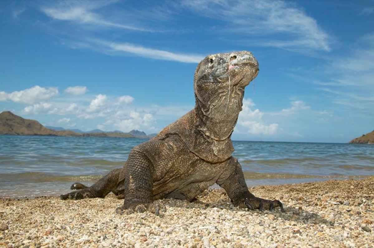 Dragón de Komodo en Indonesia  Si vas hasta Indonesia, tienes que ir hasta el Parque Nacional de Komodo (islas de Komodo, Rinca, y Padar) para ver a sus habitantes más famosos, los dragones. Estos bichos son enormes lagartos los más grandes del mundo-, también llamados varanos, que se puede visitar a través de una serie de rutas, siempre acompañado por un guía especializado. Ya sea por la impresión o por el susto que da contemplar un lagarto de más de 3 metros de longitud, te aseguramos que se quedará por siempre en tu memoria.