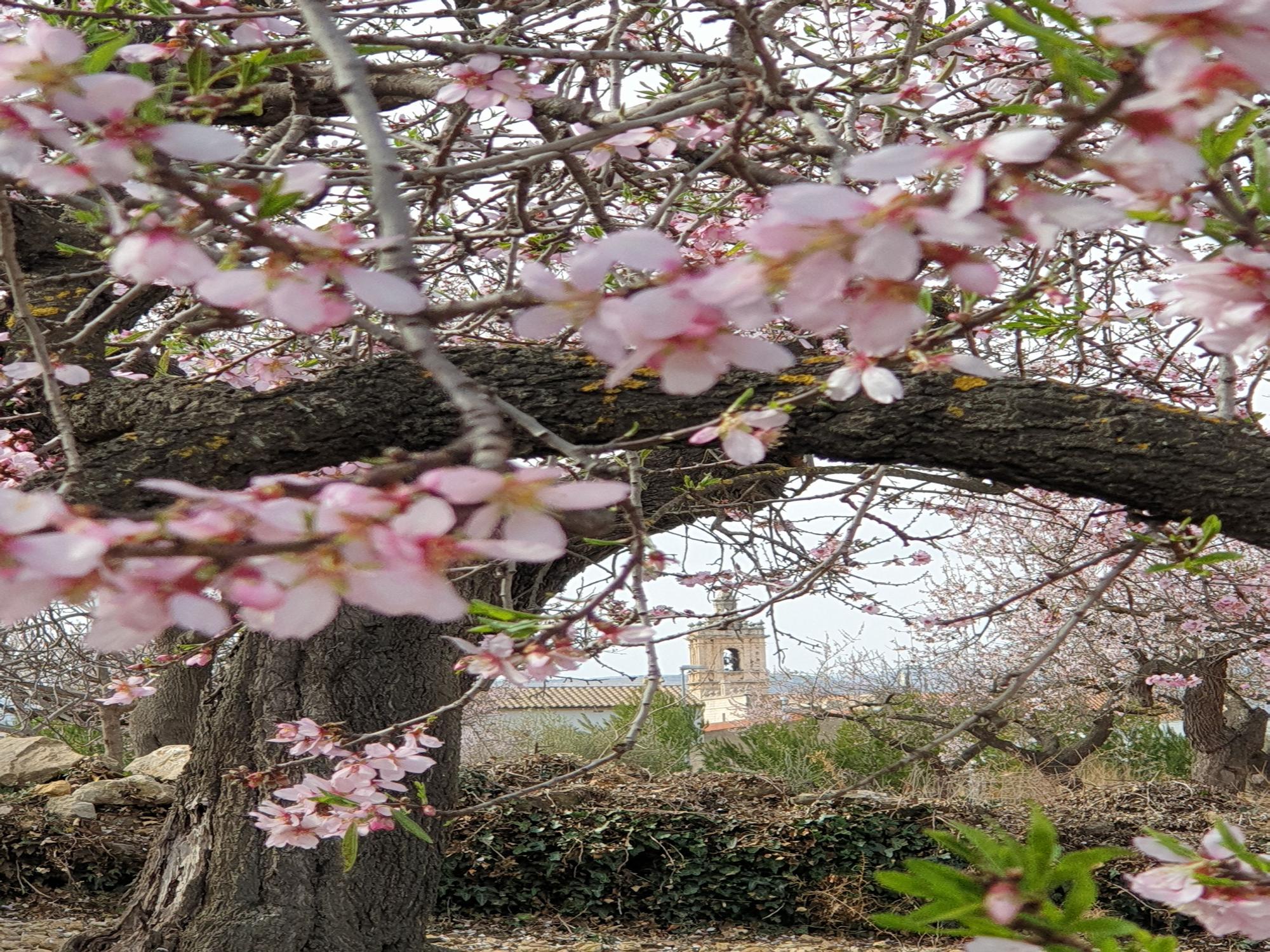 Imágenes de almendros en Albocàsser