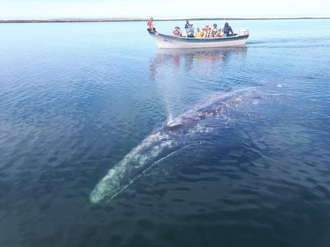 Ballenas grises, México