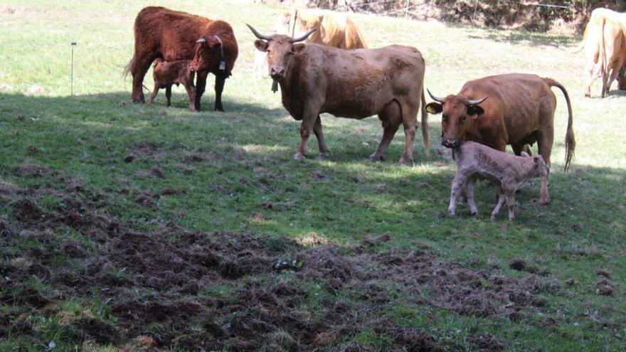 Ganado en los prados de Linareos, en Rosinos de la Requejada, desrtozados. | A. S.