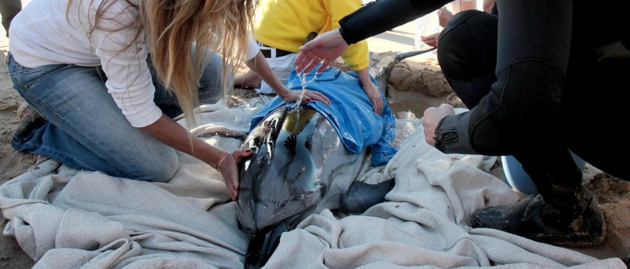 Rescate de un delfín varado en la playa de Levante (Benidorm).