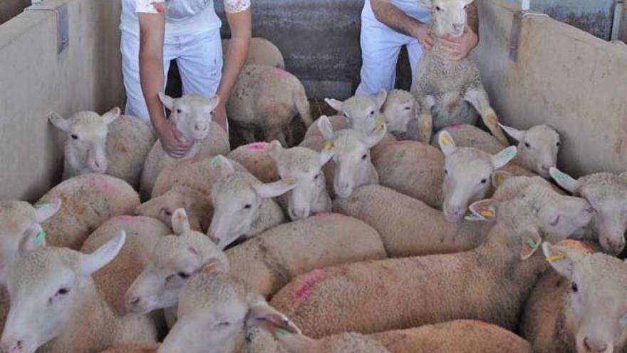 Dos de los empleados musulmanes del Matadero de Orihuela, Ali y Abdelaziz, junto a los animales.