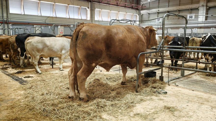 Un ‘rubio’ extraordinario: pagan 10.461 euros por un buey