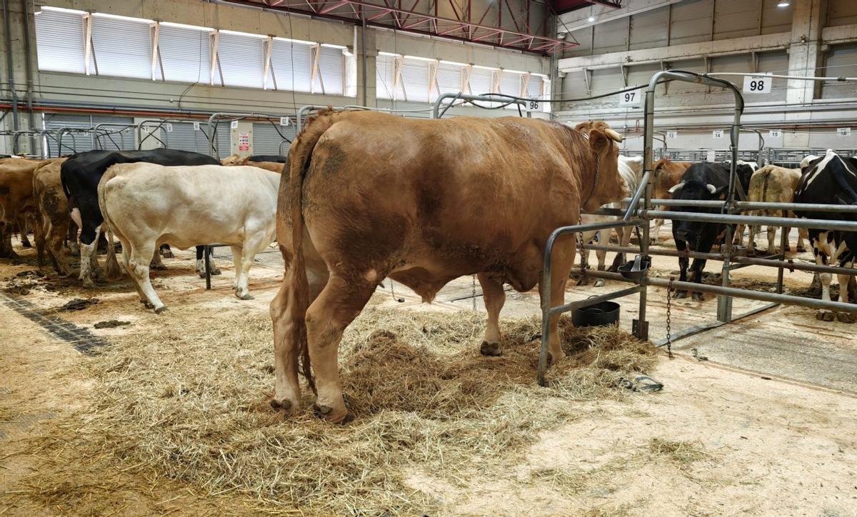 El animal, nacido en agosto de 2021, ayer, en las instalaciones de la FIG.