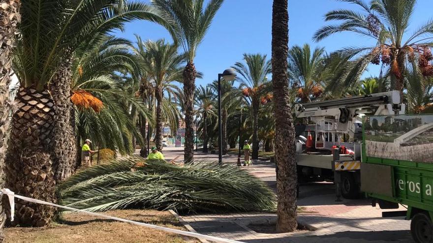 Poda de palmeras en el parque Joan Fuster