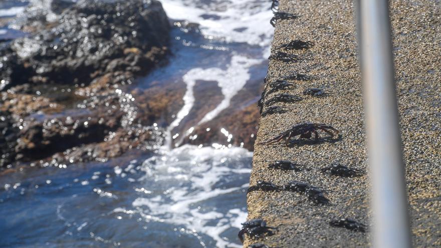 Presencia masiva de cangrejos rojos en la costa de Telde