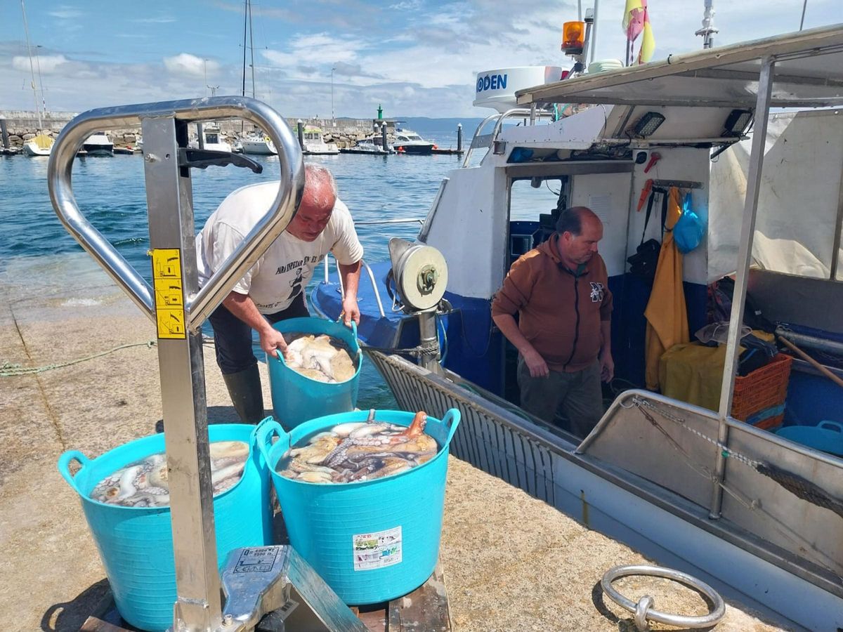 Un barco de Bueu descarga ayer las capturas de pulpo a su llegada a puerto.