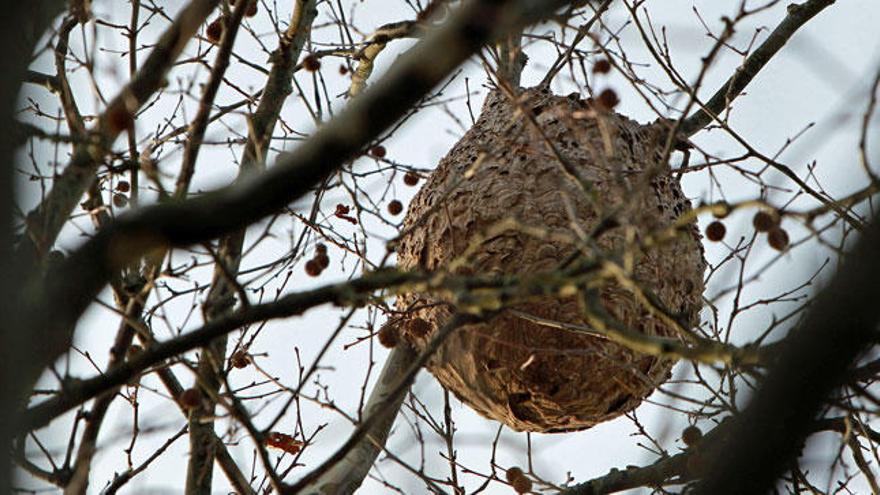 Un nido de avispas asiáticas.