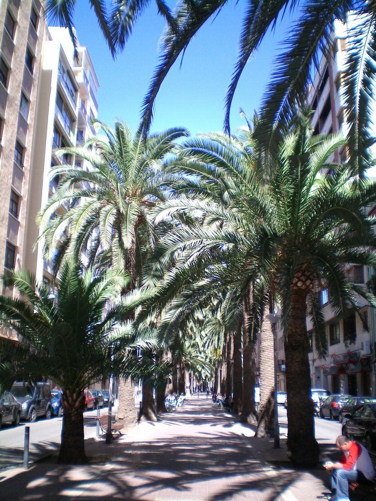 Imagen de la avenida Capuchinos, con las palmeras que le dan su nombre más popular