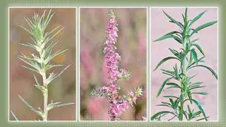 L’Ateneu Natura i la seua aposta per la divulgació de la ciència