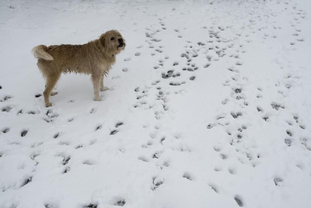 Nieve en Riós, Ourense. // B. Lorenzo