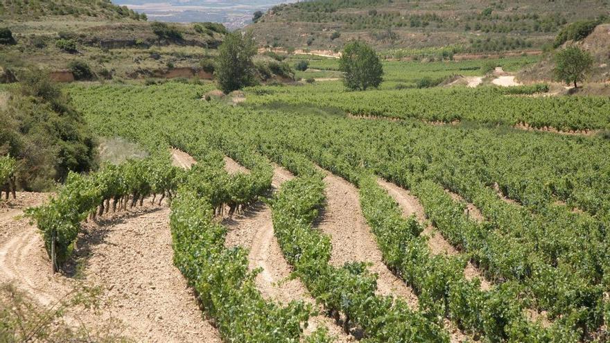 Hijos de Rivera comercializará vinos de Viñedos y Bodegas Sierra Cantabria