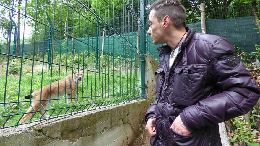 Luis Freijanes observa su lince europeo &quot;Zar&quot; en las instalaciones de Vega de Pope.