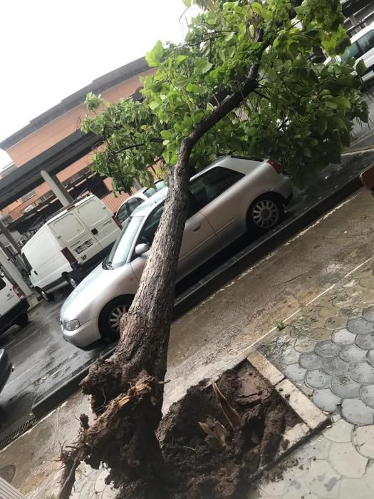 Un árbol cae sobre un coche en la ciudad de València.
