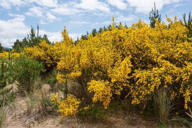 Piorno en Flor, Gredos