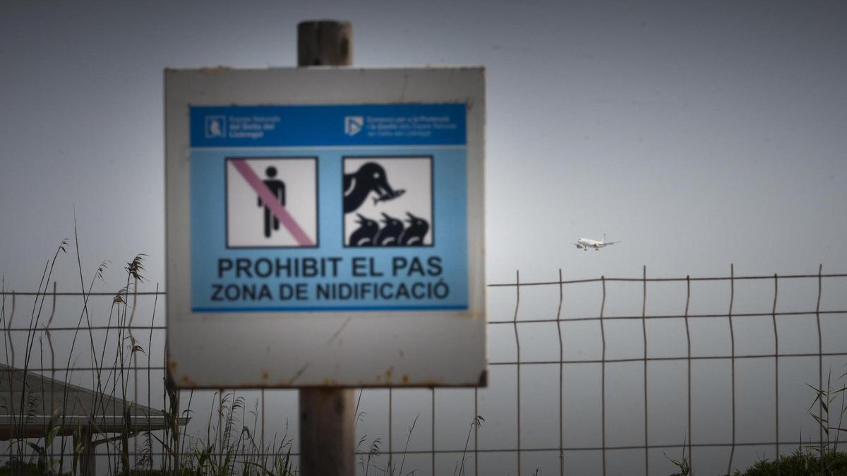 Zona de nidificación de aves alrededor de la laguna de la Ricarda