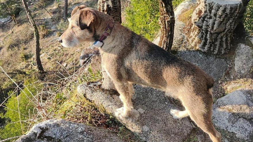 Alertan en redes de la presencia de veneno en el parque forestal de Beade tras la muerte de un perro