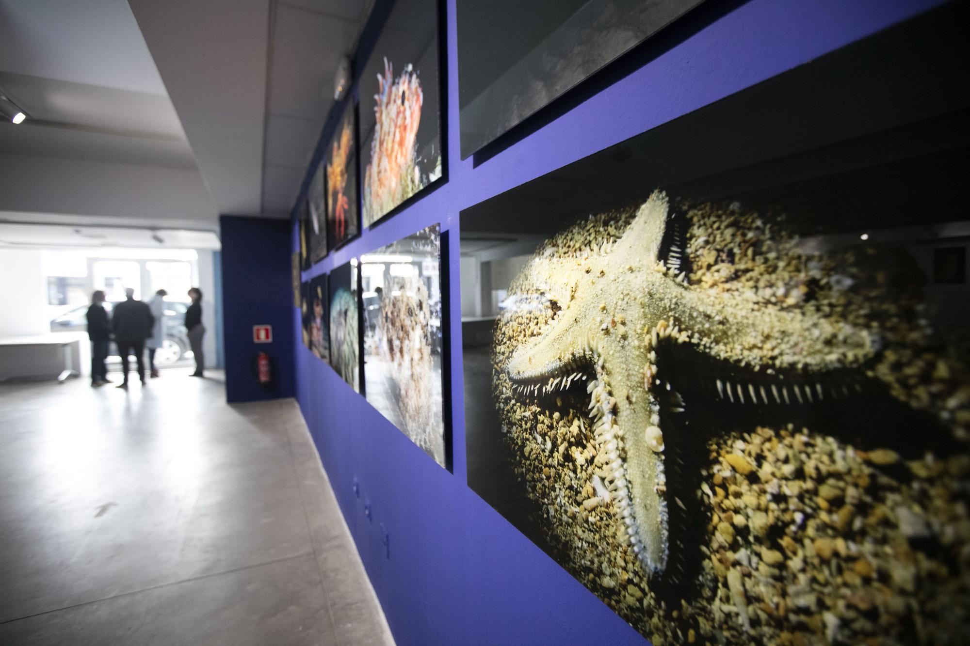 Exposición de fotografía submarina del Port de Sant Miquel en  sa Nostra Sala de Joan Costa