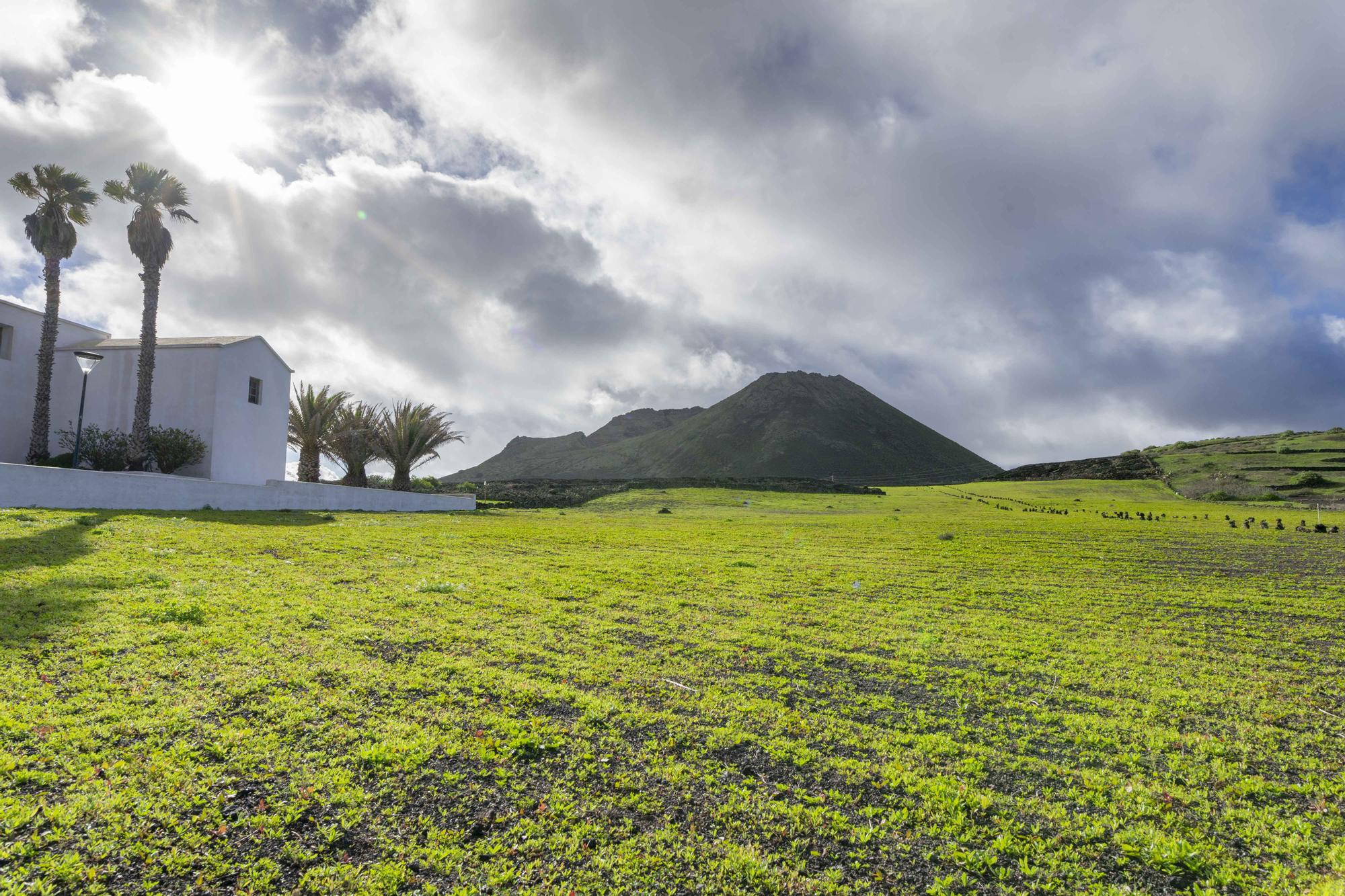 El norte de Lanzarote se tiñe de verde tras las recientes lluvias de este invierno