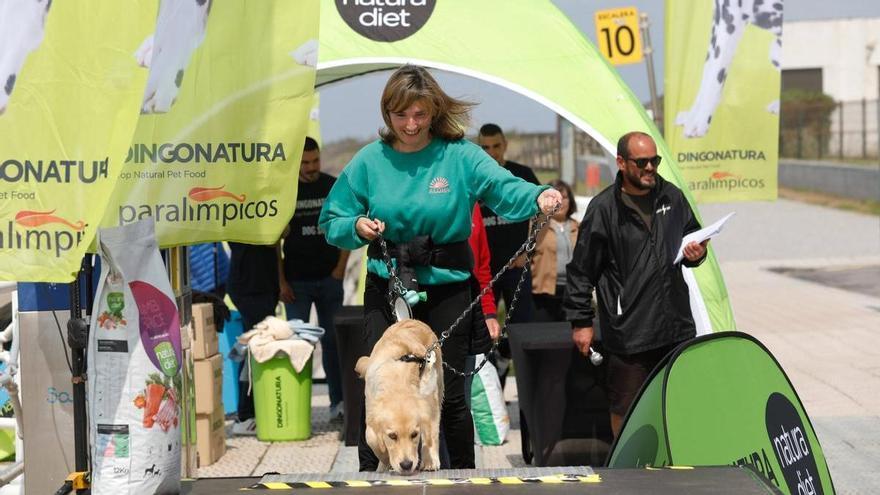 Una veintena de perros participan en el II Campeonato Europeo de Surf en la playa de Salinas
