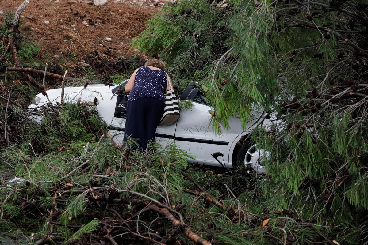 Las rachas de viento arrancan árboles de grandes dimensiones en el parking del Hospital Virgen de los Lirios de Alcoy Las rachas de viento arrancan árboles de grandes dimensiones en el parking del Hospital Virgen de los Lirios de Alcoy
